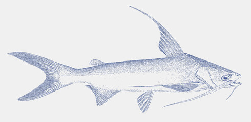 Gafftopsail catfish, bagre marinus, a fish from the waters of the western central atlantic ocean in side view
