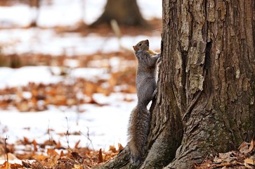 Tree squirrels. Many juvenile squirrels die in the first year of life. Adult squirrels can have a lifespan of 5 to 10 years in the wild. Some can survive 10 to 20 years in captivity