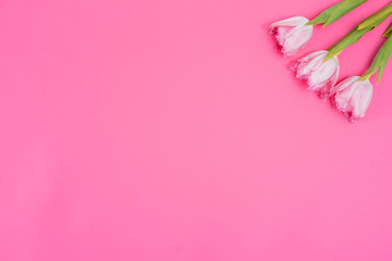 Pink tulips on the pink background. Flat lay, top view. Valentines background. Horizontal,, toned