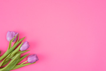 Pink tulips on the pink background. Flat lay, top view. Valentines background. Horizontal,, toned