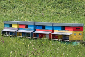 colorful hives for bees