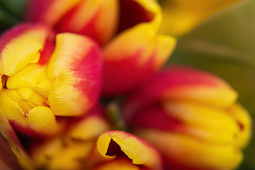 Yellow-red tulips, top view. Macro photo.