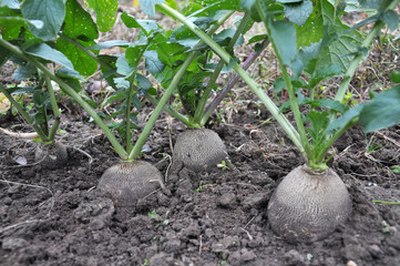 Radish black sowing