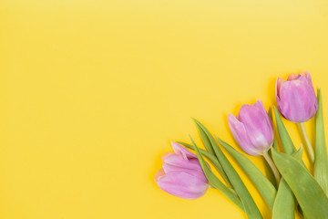 summer spring tulips on yellow background