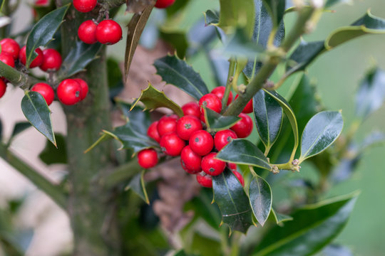 Close up of red berries of ilex aquifolium plant as a symbol for christmas celebration in winter