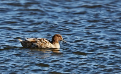 Mallard duck in winter.Natural scene from Wisconsin conservation area