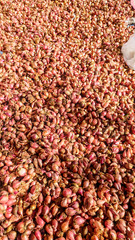 Red garlic placed on an orange canva on a local market in Maumere, Flores, Indonesia, drying on an open air. Fresh local products. Organically grown.