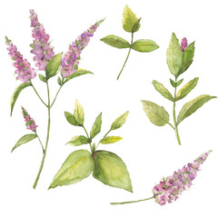 Drawing from a set of handmade watercolor leaf and purple flower on a white background. Use for design, menus, invitations, birthdays, weddings.