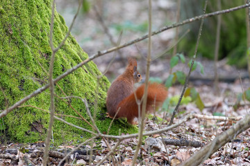 Naklejka na ściany i meble Red squirrel sitting on the base of a mossy tree stem in the forest in spring in germany
