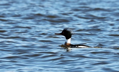 The red-breasted merganser ,diving duck on the river. Natural scene from Wisconsin.