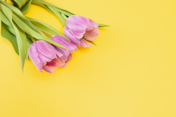 summer spring tulips on yellow background