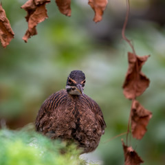 Sun Bittern Hunting on the Ground