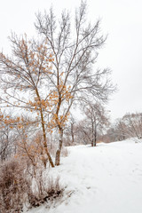 A frozen tree in a winter field and a white sky.