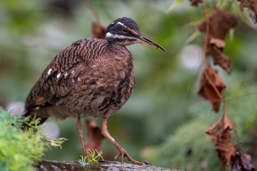 Sun Bittern Hunting on the Ground