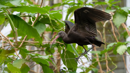 Puna Ibis Balancing on a Wire
