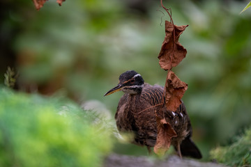 Sun Bittern Hunting on the Ground