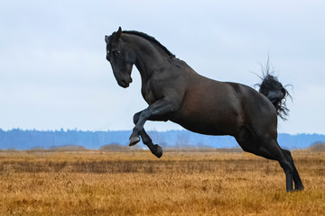 Black andalusian (P.R.E) stallion rearing in a yellow field with blue sky in the background. Animal in motion.