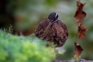 Sun Bittern Hunting on the Ground