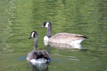 Obraz premium Geese On The Water, William Hawrelak Park, Edmonton, Alberta