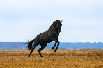 Obraz na płótnie Canvas Black andalusian (P.R.E) stallion rearing in a yellow field with blue sky in the background. Animal in motion.