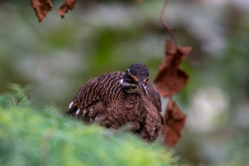 Sun Bittern Hunting on the Ground