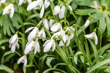 Obraz premium Group of white blooming snowdrop plants as a symbol for growing spring in march