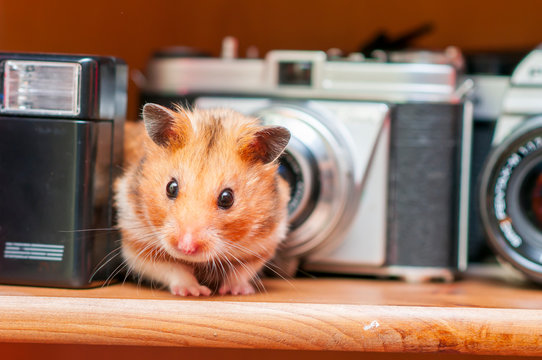 Syrian hamster (Mesocricetus auratus) Golden hamster