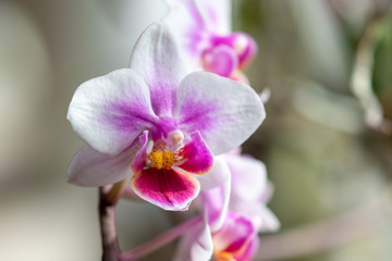 Fototapeta na wymiar Close up of a colorful blooming phalaenopsis orchid