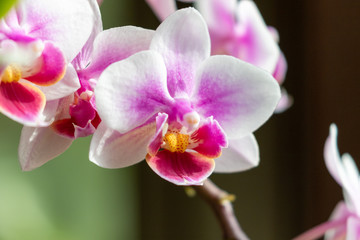 Fototapeta na wymiar Close up photo of the white and pink blossom of a phalaenosps orchid 