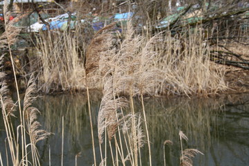 Landscape, Flower, Art