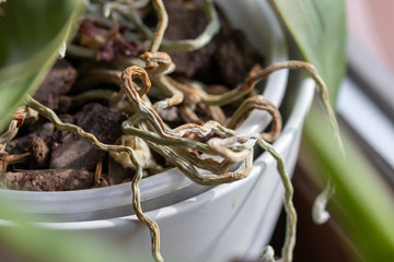 close up of a group of aerial roots of a phalaenopsis orchid 