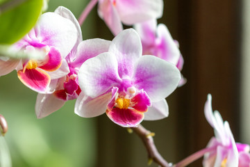 Fototapeta na wymiar Close up of the blossom of a phalaenopsis orchid 