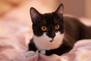 Beautiful balck cat lies in the house
