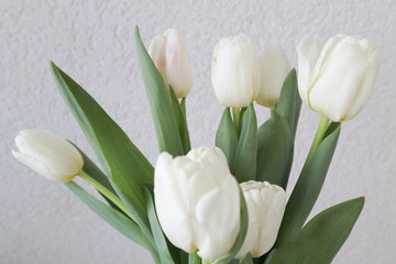 White tulips on the grey background, close-up.