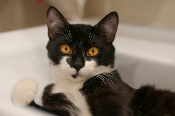 Beautiful balck cat lies in the house