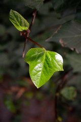 tiny green leaf macro shot