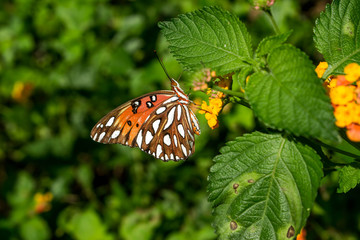 Butterfly on leaf
