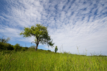 Baum