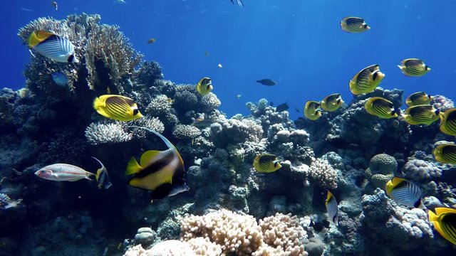 The marine life of tropical fish. Coral reef. 