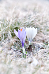 Crocuses sprout among the blades of grass on the lawn