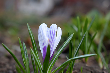 Drop-down white crocus flower close-up.