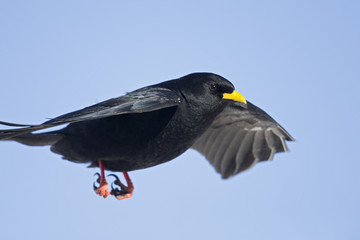 An Alpine chough soaring at high altitude in front of a blue sky in the Alps of Switserland..	