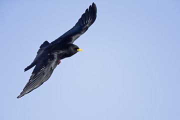 An Alpine chough soaring at high altitude in front of a blue sky in the Alps of Switserland..	