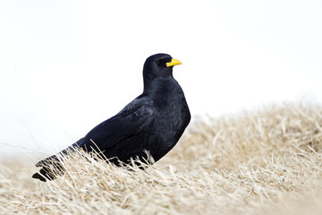 An alpine chough perched at high altitude in grass in the Alps of Switserland.