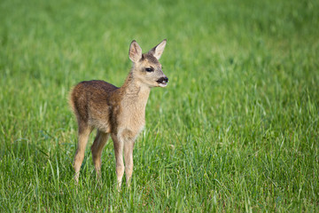Naklejka na ściany i meble Young wild roe deer in grass, Capreolus capreolus. New born roe deer, wild spring nature.