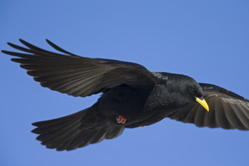 An Alpine chough soaring at high altitude in front of a blue sky in the Alps of Switserland..	