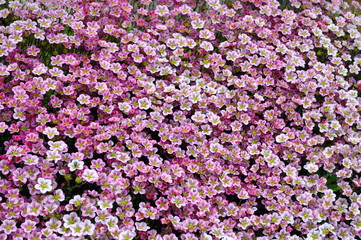 Fototapeta premium Beautiful tiny pimk flowers macro photo