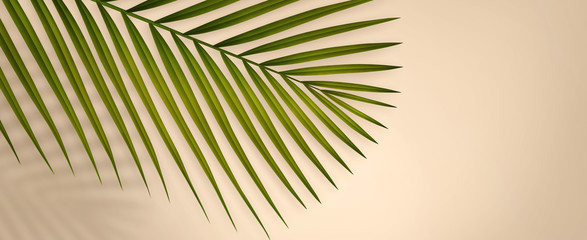 Summer background with copy space. 3d illustration of tropical palm branch with shadow.