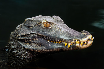 Head of a crocodile (Paleosuchus palpebrosus). Dwarf Caiman.