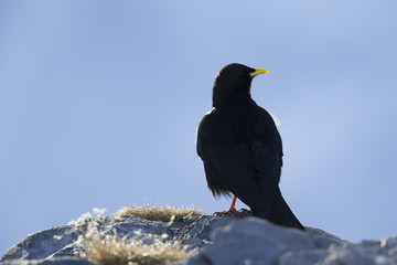 An alpine chough perched at high altitude on a rock in the Alps of Switserland.